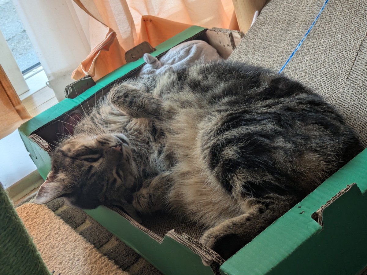 tinymeows's tweet image. #PokemonSleep2nd! #PokemonSleep