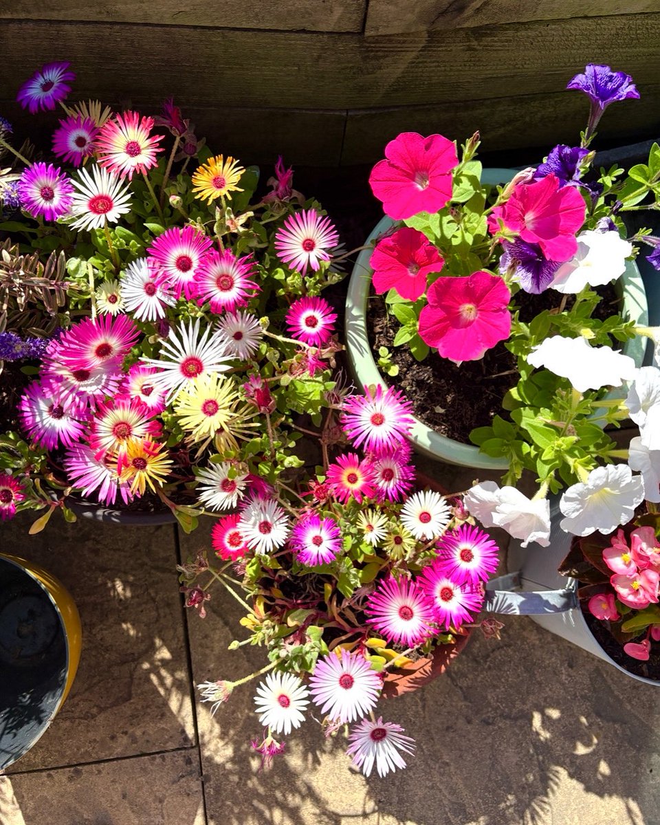 NowThenSunshine's tweet image. Loving my summer garden at the moment - these flowers close at night and open in the morning! 🌸

Day 196/365 #photoaday