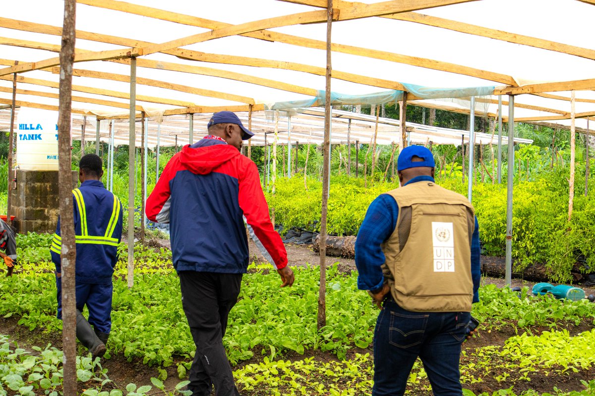 UNDPSierraLeone's tweet image. If you have bought fresh veggies in a Freetown supermarket, they may have come from Adam’s Garden.
This agribusiness uses greenhouse tech to grow 20+ crops.
With support from @UNDPSierraLeone , they’ve expanded from 23 to 27 greenhouses, making year-round supply a reality.