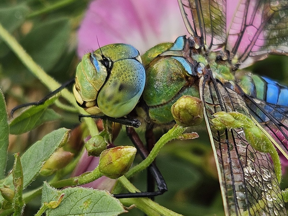 Emperor from this morning, waiting for the light drizzle to clear. Phone 📸