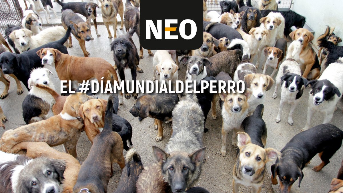 El #DíaMundialdelPerro celebra el amor, la lealtad y la compañía que nos brindan, pero también nos invita a reflexionar sobre una grave problemática: el abandono y maltrato de miles de perros en nuestro país. ¿Cómo solucionarlo? Léenos n9.cl/74u17