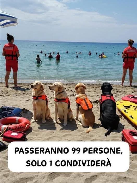 Non posso cercare un alloggio, perché "con un cane non si può nemmeno cominciare il discorso". Non posso salire su un treno o un autobus, perché "i cani danno fastidio", più delle urla al telefono o dei piedi sui sedili⬇️