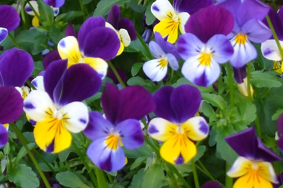 Silvanarscj's tweet image. Good #saturdaymorning everyone!
Ahead of Sunday, and a new #GospelOfTheDay, a look back at this piece of Heaven, reflecting on last week's
β¬οΈπ
allthislifeandheaventoo.blogspot.com/2025/07/go-andβ¦
#HeavensHighlights #NunsOfTwitter #Gospel #Scripture