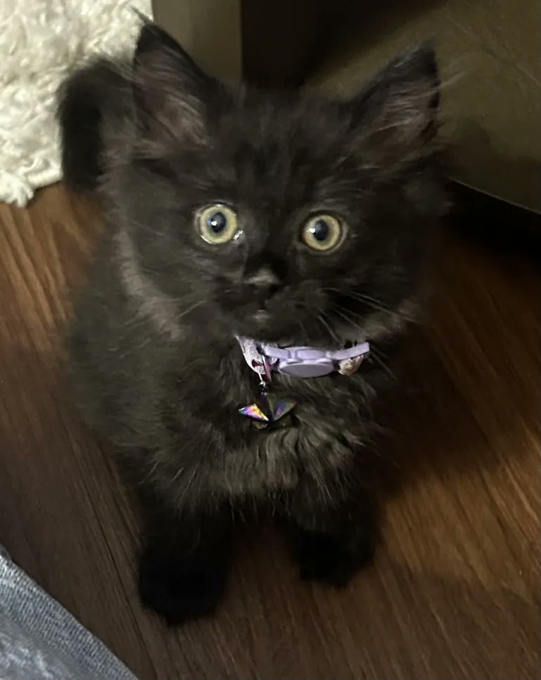 TheAaronParnell's tweet image. Hello!
I've been quiet on this acc!
I'm Still around though
to make up for it, here is a picture of Carries cat Catsuki
shes baby.
ok, brunch time now~!