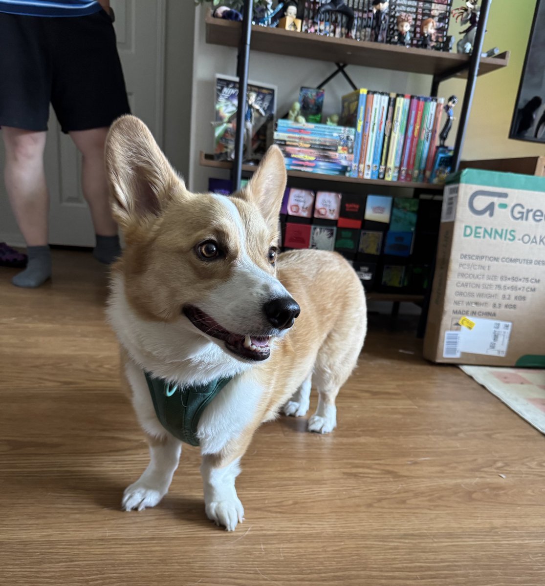 Look at the birthday boys! Haku turned 5 and Dormu turned 7! 🥹🥹