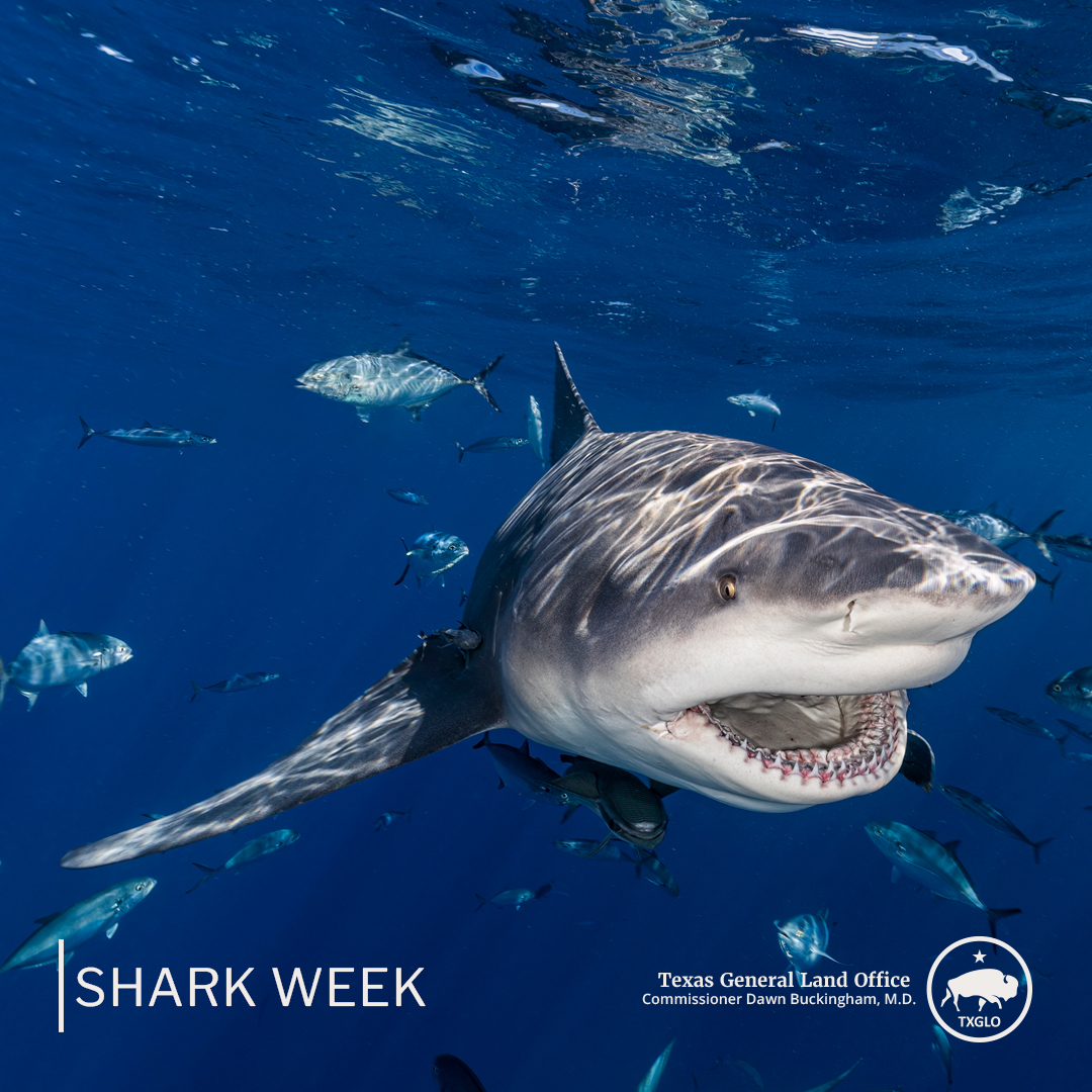 TXGLO's tweet image. Texans, today is officially the first day of #SharkWeek 2025! 🦈
Did you know that sharks live in every ocean on the planet? From the Pacific to the Atlantic, sharks dwell in the big blue sea!
