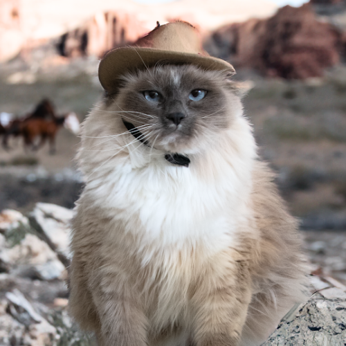 animalfndlv's tweet image. 🐾 Saddle up! Our shelter’s been overrun by tiny criminals with wagging tails and purring hearts!
🎯 Wanted: Forever Homes
📅 Saturday, July 19 - Sunday, July 20
📍 655 N. Mojave Rd
All adoption fees? Waived. For every single shelter animal.
Details: bit.ly/4nOGmpF