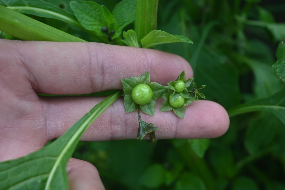 uncinado's tweet image. «Princecula de coyote» es uno de los nombres de plantas más bonitos que he escuchado.
📷 Jaltomata procumbens, una Solanácea de bayas y hojas comestibles.