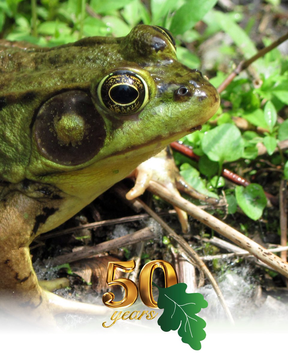 MassDEP's tweet image. Check out this #GreenFrog photo taken on a 2011 site visit to a remediated & restored vernal pool near the Housatonic River in #Pittsfield.
Another example of #MassDEP's 50-year commitment to protecting our environment for future generations (including frogs 🐸). #MassDEP50