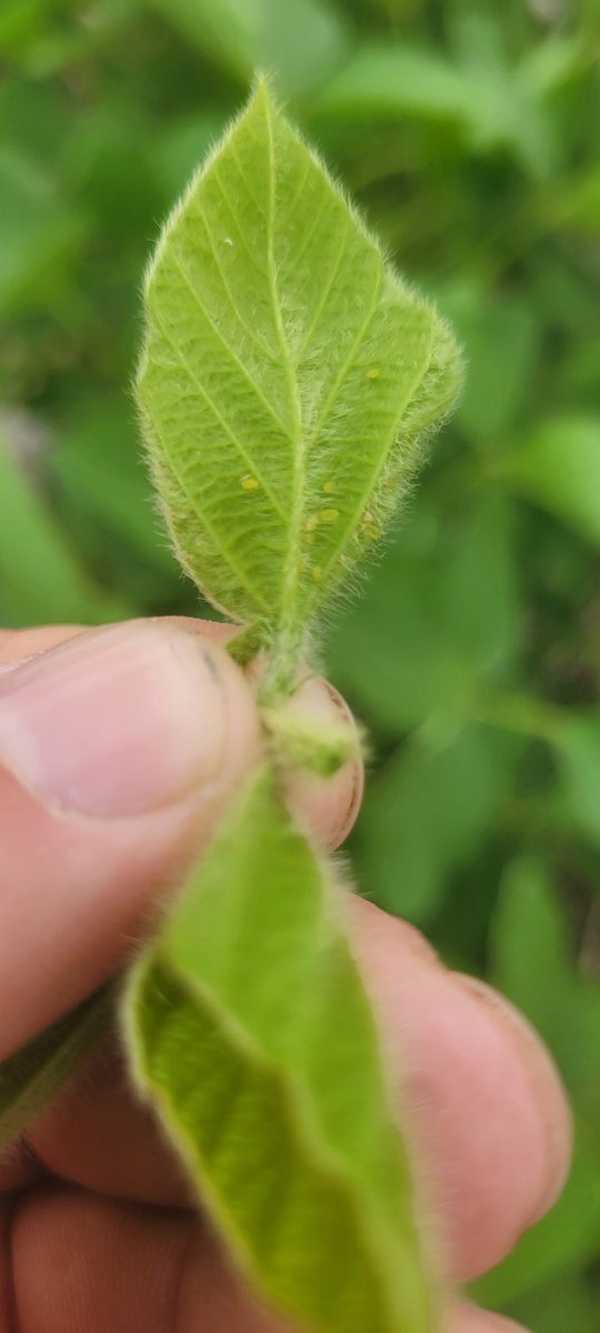 First aphids I've found this year, and I had to do some serious looking to find them.