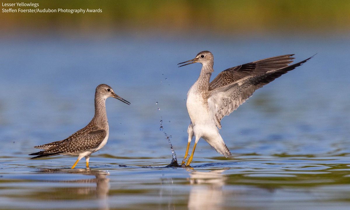 We're live NOW with our first stop on the Bird Migration Celebration Tour as we speak with Indigenous leaders working to protect ancestral land in Montreal, Canada. Tune in: bit.ly/455VpEc