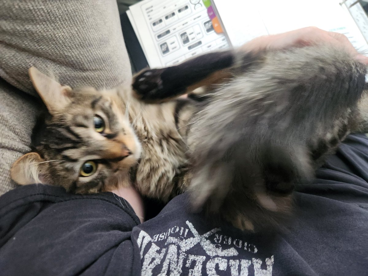 clawzizking's tweet photo. Today's writing assisstant for my @HelixGamesRPG work day. Our social media manager M'aiq is here to remind you to follow us for updates on the game and to sneak in a cheeky peak at the version 0.3 character sheets while he is at at it.

Should I promote him guys? 😳 https://t.co/yYpfdWcZvR
