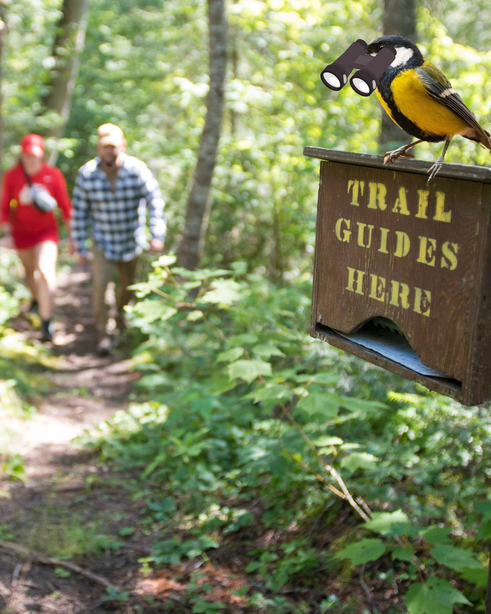 selkirkpp's tweet photo. 🦅You've heard of people birding, but have you heard of birds people-ing? 

There's lots of opportunities for birds to get good views of hikers as they pass along our hiking trail. 🥾

#DiscoverOP #SelkirkPP #OntarioParks https://t.co/5tettEdT21