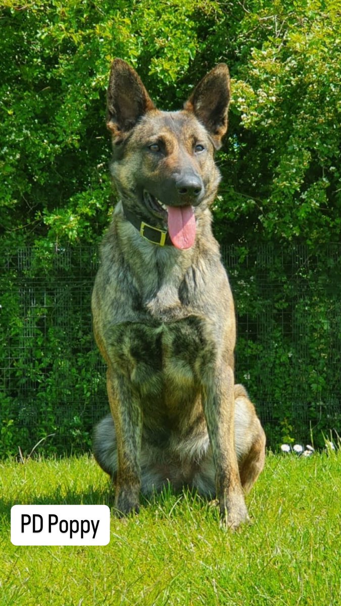 MerPolDogs's tweet image. PD Poppy was at it again last night after concerns were raised for a missing female. Following a protracted search within woodland Poppy located the female safe and well. Our dogs don’t just target criminals but help in protecting vulnerable people. Well done Poppy 👏 #clevergirl