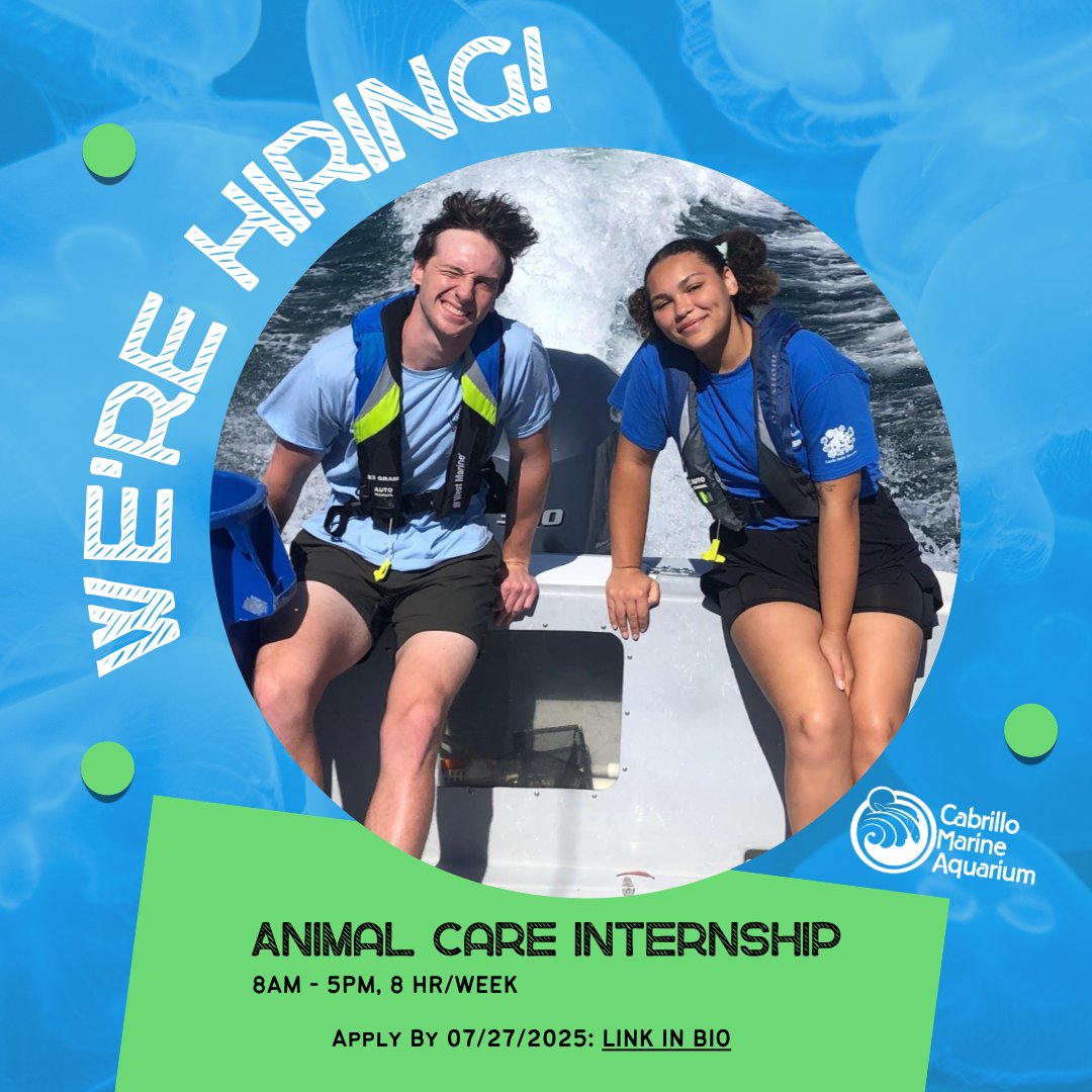 Passion for marine life? Apply for our Animal Care Internship! Gain valuable hands-on experience caring for our incredible animals. Internships run Thursdays, mid-August '25 - Feb '26.
Deadline: July 27, 2025. Apply now: cabrilloaquarium.info/4f3sjJe