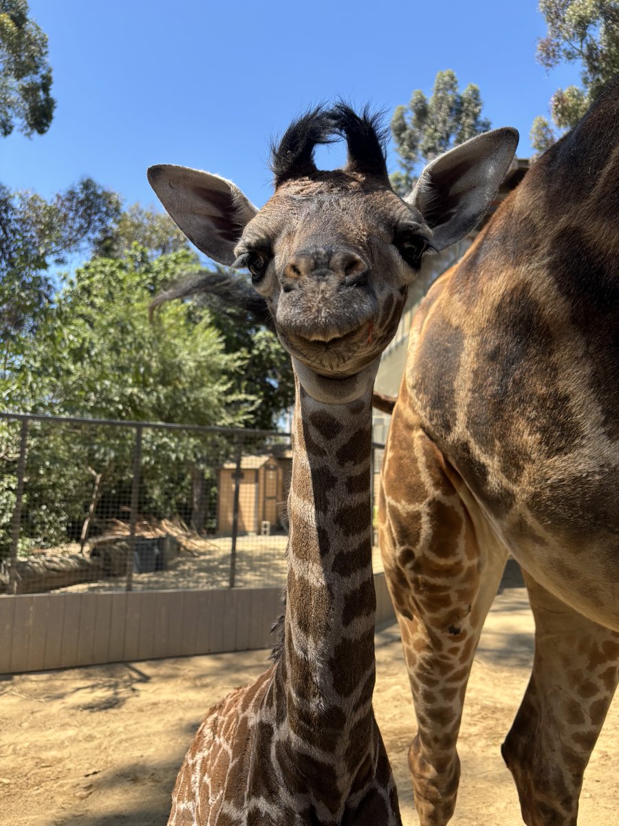 sandiegozoo's tweet image. The vibe I bring to the function