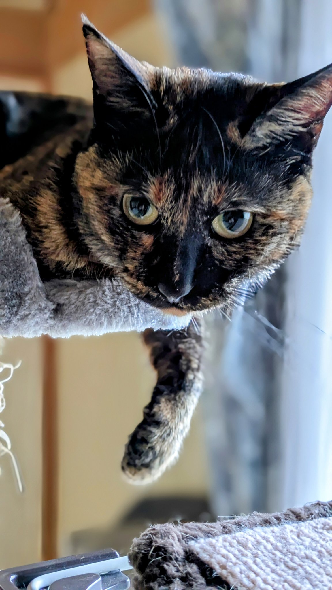 「サビ猫」ポジャギ　けいとたまちゃんです！！！ 低価格 サビ猫」ポジャギ けいとたまちゃんです！！！ - その他