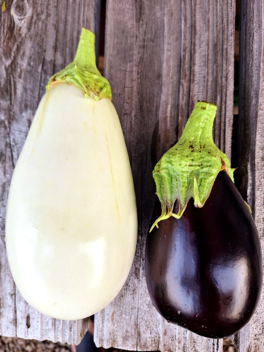 おはようおかひじき☘️
今朝の収穫🥒🍆🍓🍅
これ以上 大きくしたらヤバい白ナスさん。木の寿命が縮んでしまうためここで収穫🍆
🍓が太郎さんから大きいの採れました キュウリは9本🥒

現在キュウリ 175本目✨