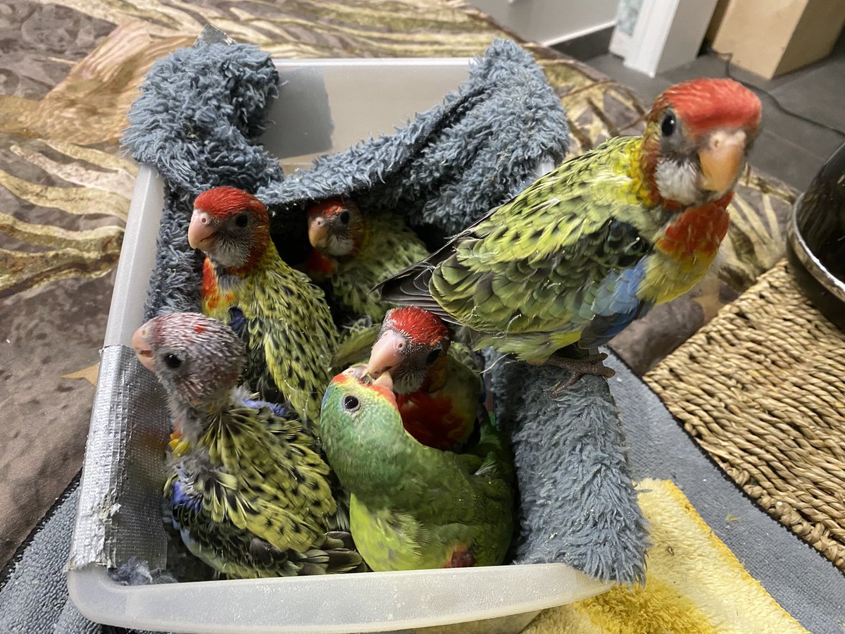 DominikaWalus's tweet image. Towarzystwo nakarmione jest mniej awanturujące się ☝️
#EasternRosella
#SwiftParrot