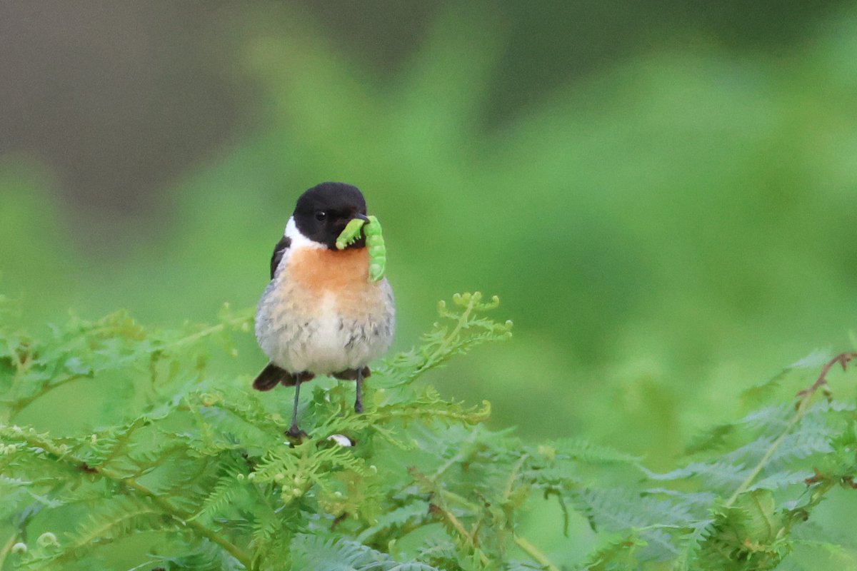 Steve Beazley (@mrliskatraz) on Twitter photo Stonechat with its dinner - Tonight, Bodmin Moor.
<a href="/CBWPS1/">Cornwall Birds</a>
<a href="/BTO_Cornwall/">British Trust for Ornithology in Cornwall 〓〓</a>
#NatureLovers #canonphotography #NaturePhotography #birds #birding #wildlifephotography #cornishstuff #Cornwall
cornishstuff.co.uk Stonechat with its dinner - Tonight, Bodmin Moor.
<a href="/CBWPS1/">Cornwall Birds</a>
<a href="/BTO_Cornwall/">British Trust for Ornithology in Cornwall 〓〓</a>
#NatureLovers #canonphotography #NaturePhotography #birds #birding #wildlifephotography #cornishstuff #Cornwall
cornishstuff.co.uk