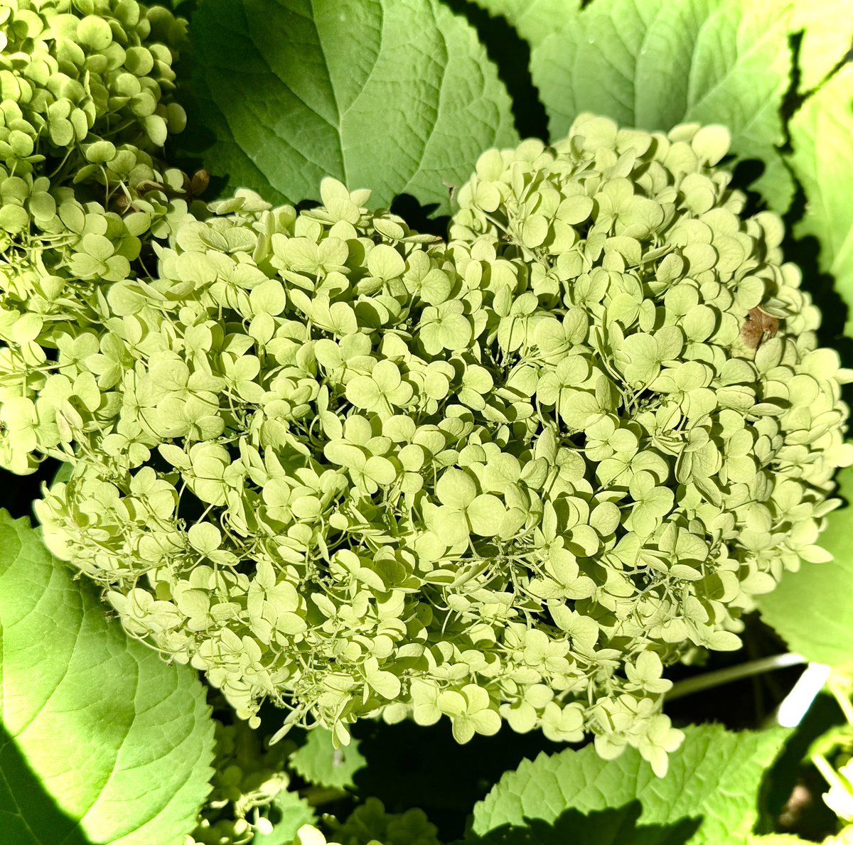 kenji821max's tweet image. おはようございます🍀
7月19日(土) 土用の丑
熱中症にご注意して
良い週末をお元気に
お過ごし下さい🌱🌿💚
#神戸市JR灘駅 #あじさい