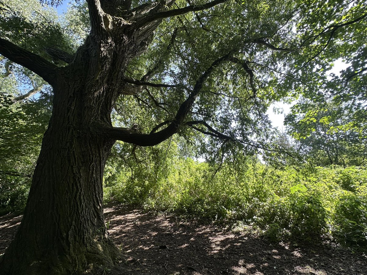Jay_Therapy Up North (@therapyupnorth) on Twitter photo Recent research - how #nature exposures & nature connectedness relate to #wellbeing & environmentalism: findingnature.org.uk/2025/05/14/somโฆ
In <a href="/ryebankfields/">Save RyeBank Fields ๐๐๐</a> #Manchester
#365dayswild #wellbeing #therapy #outdoors #mindfulness #mentalhealth #naturephotography #mindfulphotography Recent research - how #nature exposures & nature connectedness relate to #wellbeing & environmentalism: findingnature.org.uk/2025/05/14/somโฆ
In <a href="/ryebankfields/">Save RyeBank Fields ๐๐๐</a> #Manchester
#365dayswild #wellbeing #therapy #outdoors #mindfulness #mentalhealth #naturephotography #mindfulphotography