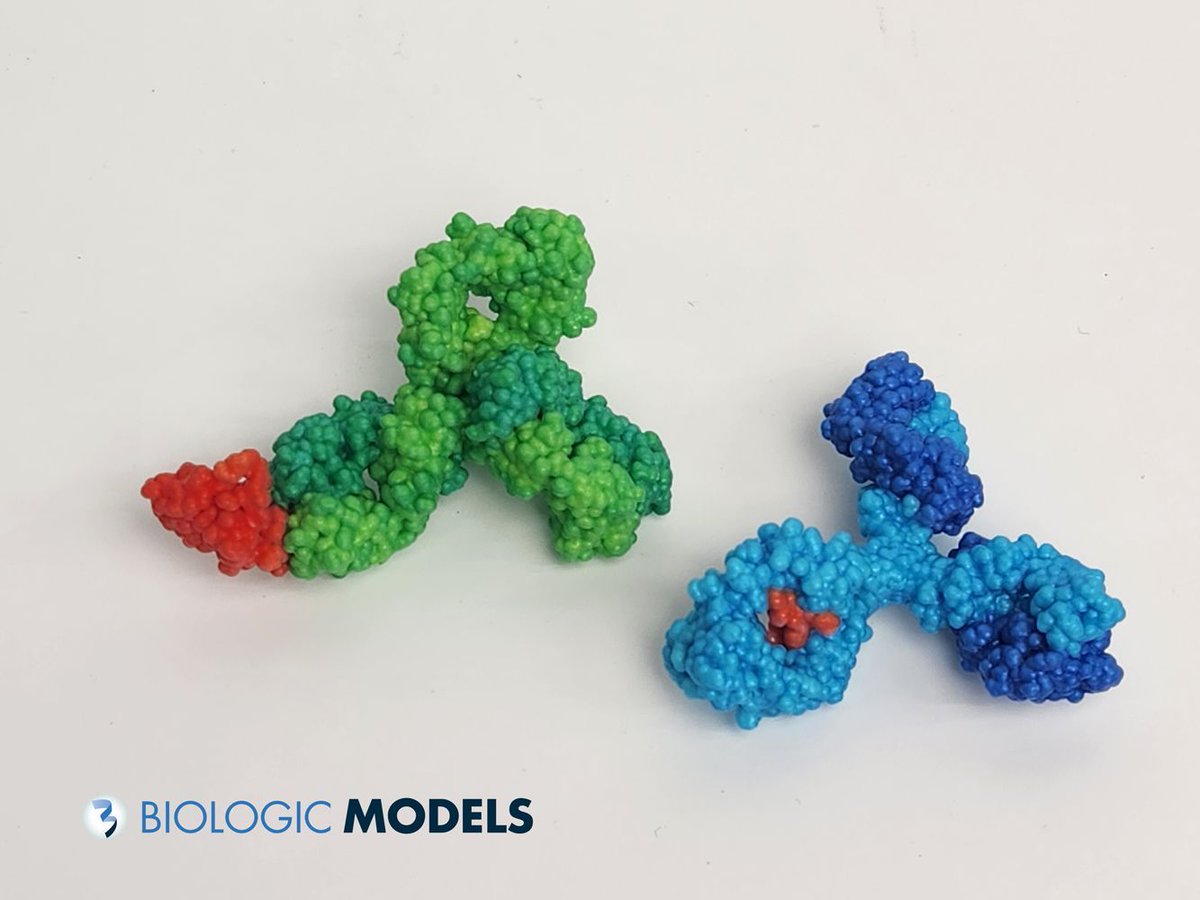 BiologicModels's tweet image. Here are two #3Dprints of a monoclonal antibody (blue) and a custom antibody (green) bound to the programmed cell death receptor PD1 (red). Work with one of our visualization scientists to create similar custom 3D printed protein models. buff.ly/x0fc4dE