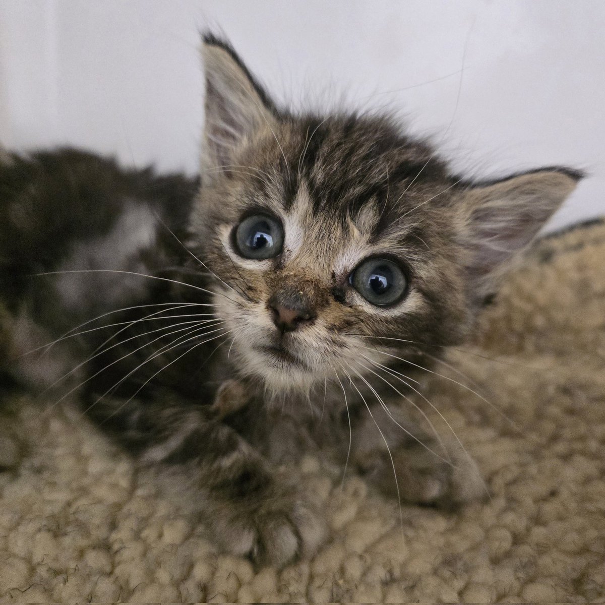 BCWRkittens's tweet image. Little Ted would like to apologise for giving us all a scare yesterday!
He is loving all the extra chicken and recovery liquid and has remained stable for the last 24 hours.