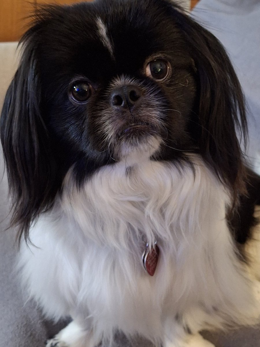 Hello frens! I been hunting Zombies today on me property. We got sum baby bunnies running round so I pawteck dem too. #ZSHQ #Bunny