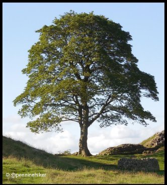 Saying that the Sycamore Gap tree is just a tree, is a bit like saying St. Paul's Cathedral is just a church.