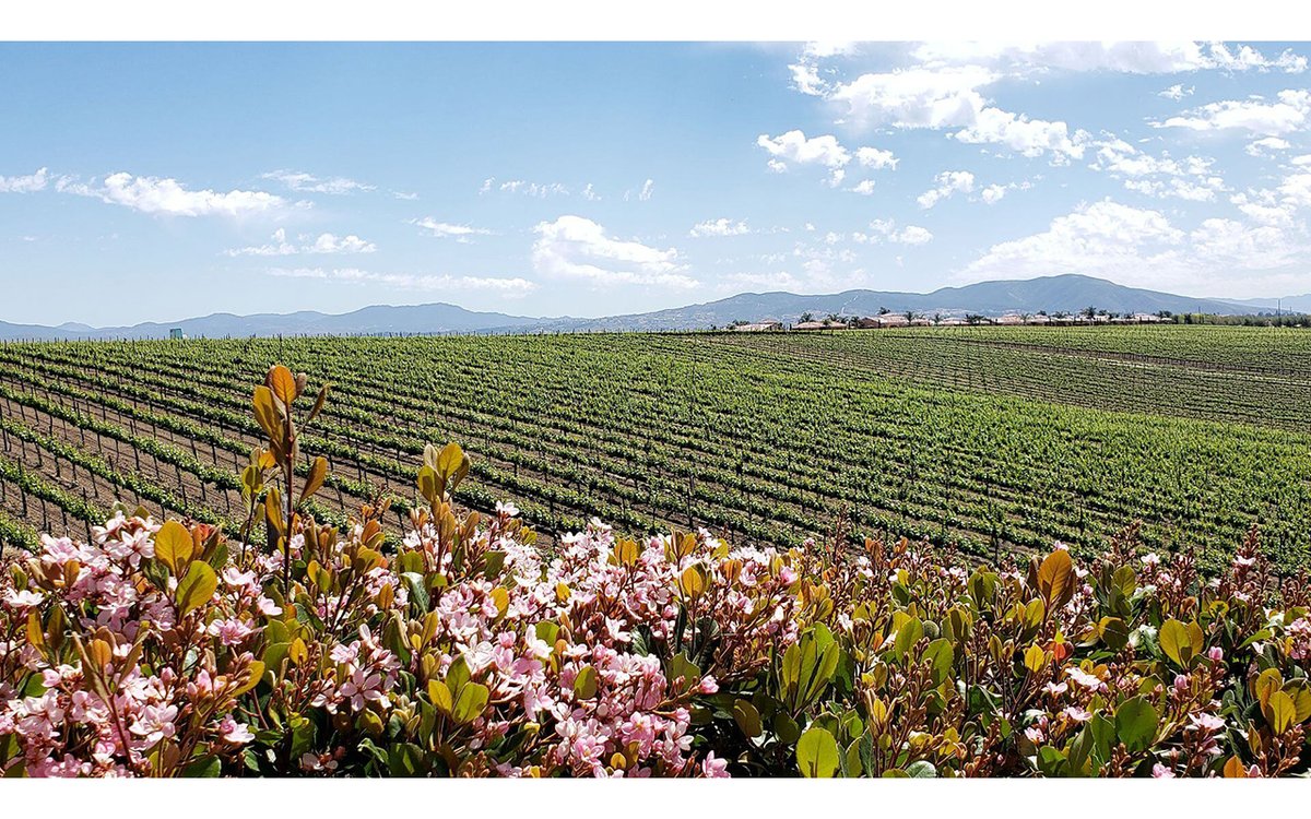 Celebrate your love in elegance surrounded by rolling vineyards at Carter Estate Winery. 💍🍇 Let us help you craft the wedding of your dreams: carterestatewinery.com/weddings/
IG: @nicholasgphotography