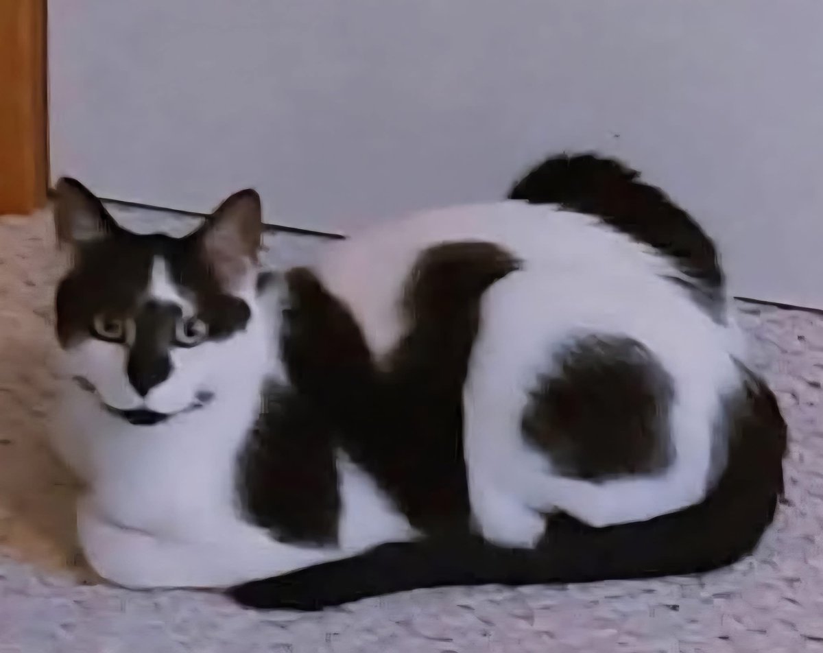 DiloConGatitoz's tweet image. –Que lindo gatito, puedo acariciarlo?
El michi: