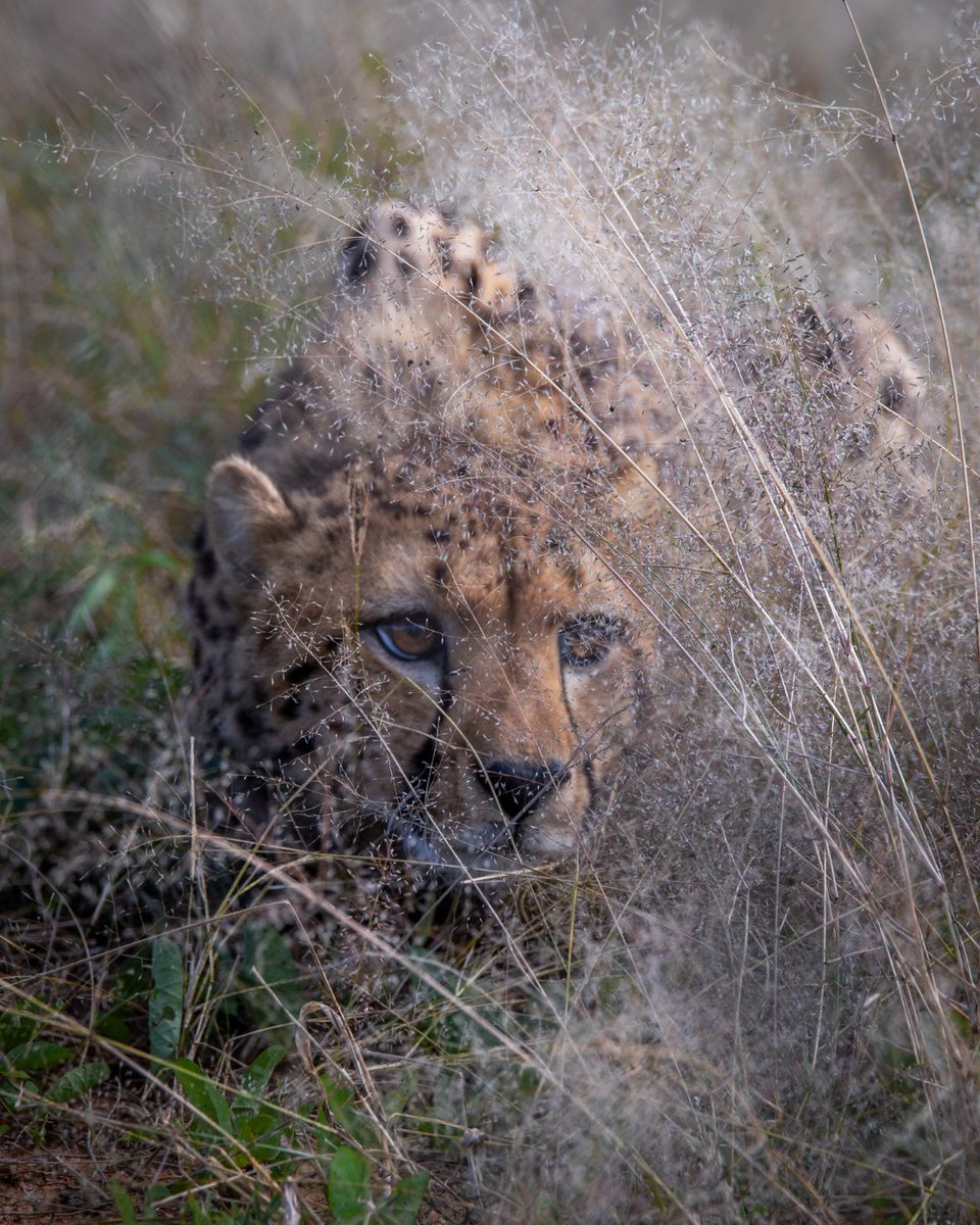 CCFCheetah's tweet image. Meet some of the resident #cheetahs in Namibia! So, who exactly are the cheetahs being cared for at Cheetah Conservation Fund’s (CCF) Centre in Namibia? While CCF often has short-term rehabilitation cares involving cheetahs that require only minimal medical attention, some…