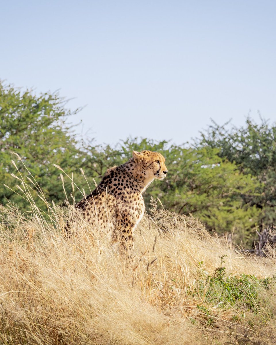 CCFCheetah's tweet image. Meet some of the resident #cheetahs in Namibia! So, who exactly are the cheetahs being cared for at Cheetah Conservation Fund’s (CCF) Centre in Namibia? While CCF often has short-term rehabilitation cares involving cheetahs that require only minimal medical attention, some…