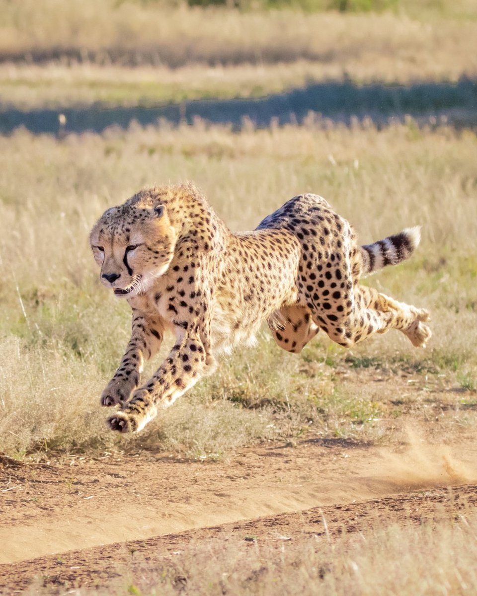 CCFCheetah's tweet image. Meet some of the resident #cheetahs in Namibia! So, who exactly are the cheetahs being cared for at Cheetah Conservation Fund’s (CCF) Centre in Namibia? While CCF often has short-term rehabilitation cares involving cheetahs that require only minimal medical attention, some…
