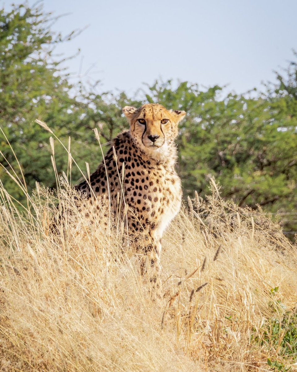 CCFCheetah's tweet image. Meet some of the resident #cheetahs in Namibia! So, who exactly are the cheetahs being cared for at Cheetah Conservation Fund’s (CCF) Centre in Namibia? While CCF often has short-term rehabilitation cares involving cheetahs that require only minimal medical attention, some…