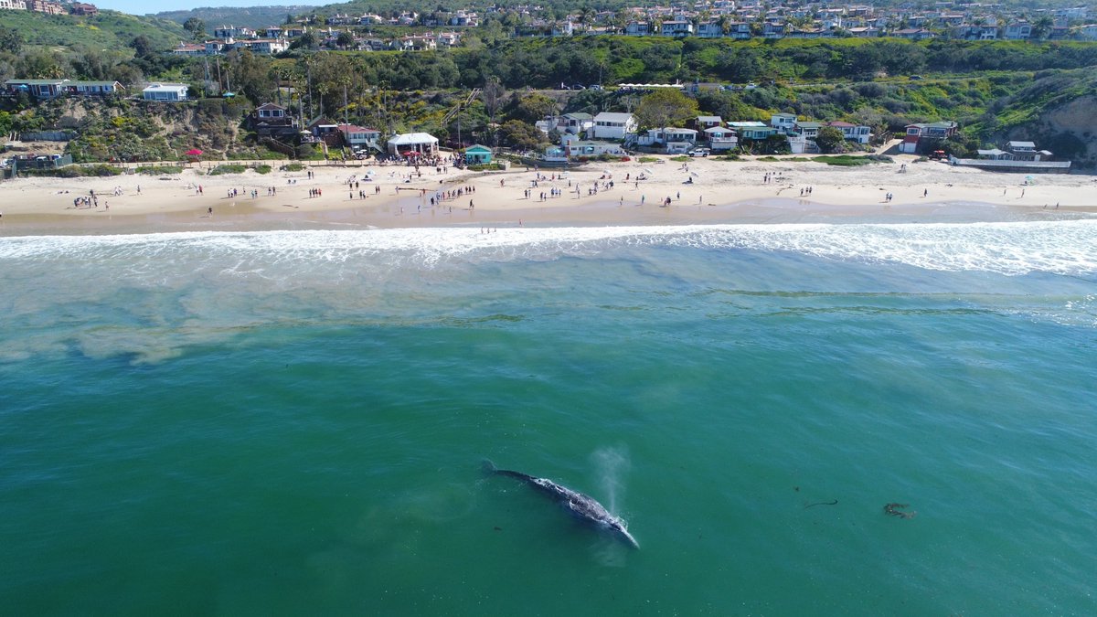 A gray whale cruising through Crystal Cove’s coastal waters 🐋💙
Moments like this are why we work to protect California’s marine ecosystems.

#CrystalCoveConservancy #GrayWhale #WhaleWatching #MarineLife #OceanConservation #CoastalCalifornia #environment #wildlife