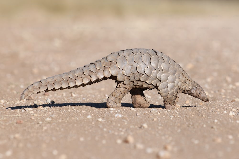 techieojo's tweet image. Ever heard of a pangolin?
- Covered in scales
- Eats ants and termites
- Rolls into a ball when scared

It’s the most trafficked mammal in the world.
And yes,  it lives right here in Nigeria.

#Pangolin #SaveWildlife #NigeriaNature #RareAnimals #WildlifeFriday