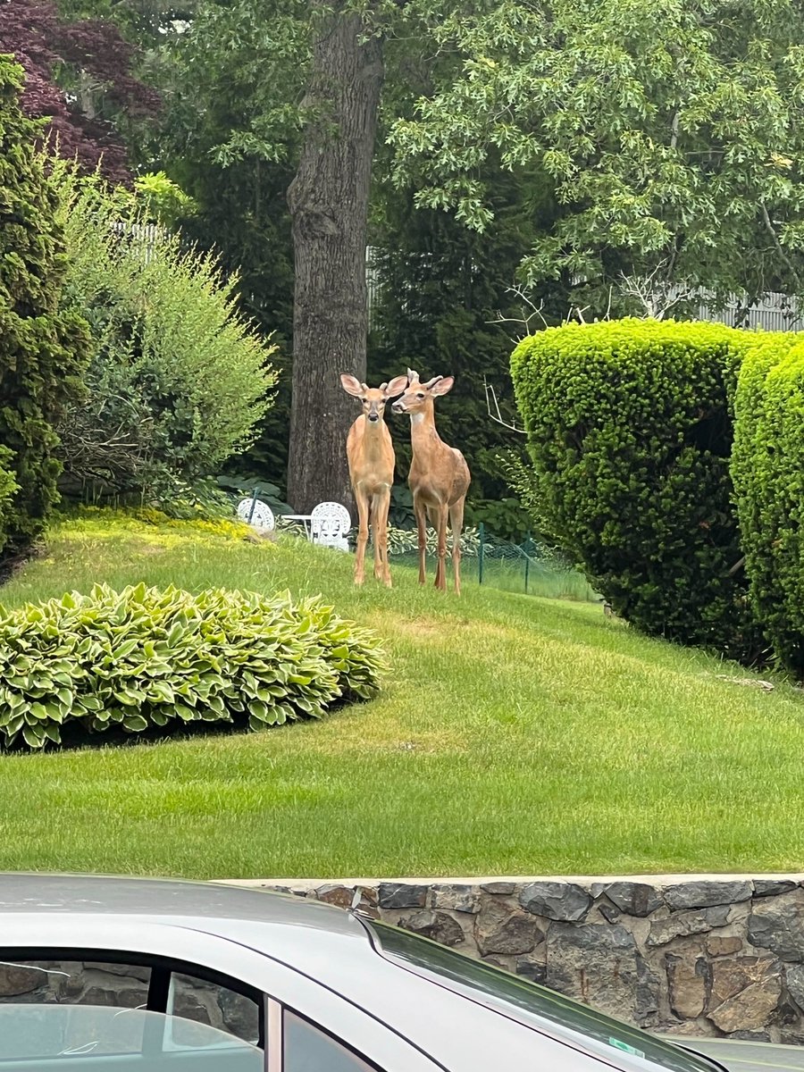 MHDcurrent's tweet image. Everybody's ready for Friday night!
These two deer were spotted on Shorewood Road earlier today. Thanks to @DavidDucharme26 for the pic.
Have a great weekend, everybody!