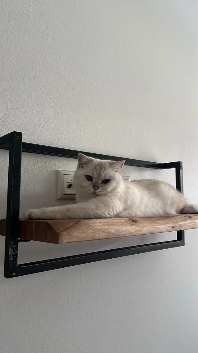RunAsRadio's tweet image. Let's be clear... it doesn't matter if its Cat5 or Cat6...
Cat1 always wins.