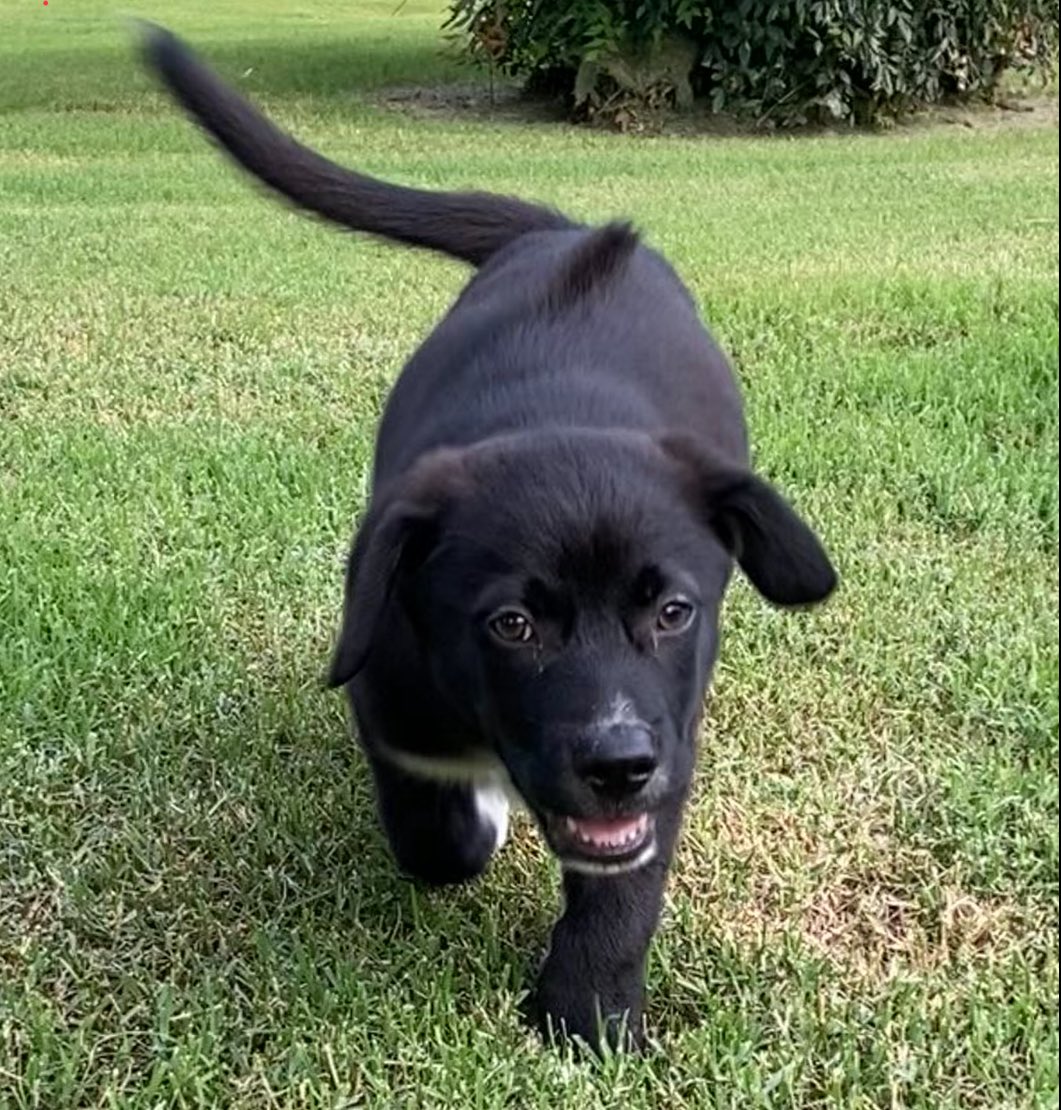 Disabled Paws🎗💛 tweet media