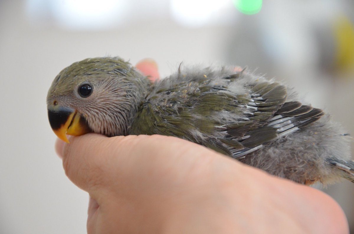 tomimomen's tweet image. 【雛情報】
我が家で生まれたコザクラインコの雛3羽ご家族様募集いたします🐣
①6/23生まれ(モーブ)
挿し餌(1日3回)
②6/27生まれ(バイオレット)
挿し餌(1日3回)
③7/1生まれ(おそらくバイオレット)
挿し餌(1日4回)
詳細はホームページogyan.jpにてご確認ください。