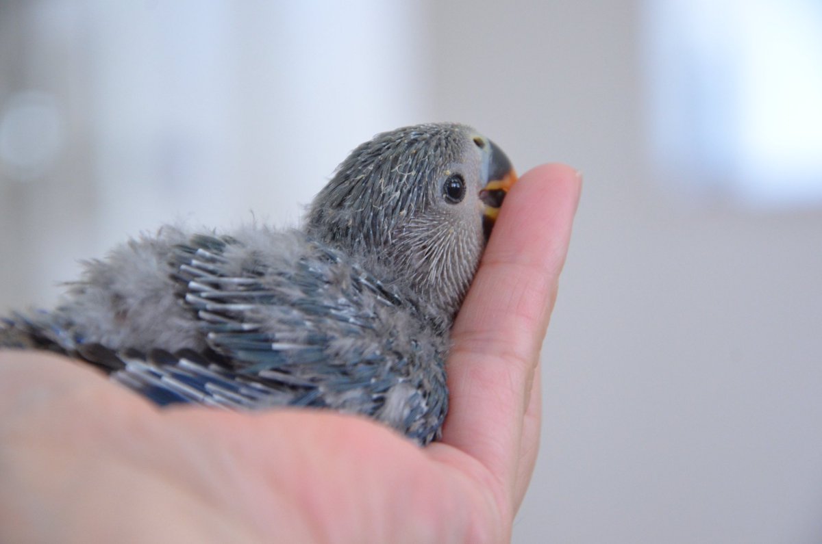 tomimomen's tweet image. 【雛情報】
我が家で生まれたコザクラインコの雛3羽ご家族様募集いたします🐣
①6/23生まれ(モーブ)
挿し餌(1日3回)
②6/27生まれ(バイオレット)
挿し餌(1日3回)
③7/1生まれ(おそらくバイオレット)
挿し餌(1日4回)
詳細はホームページogyan.jpにてご確認ください。