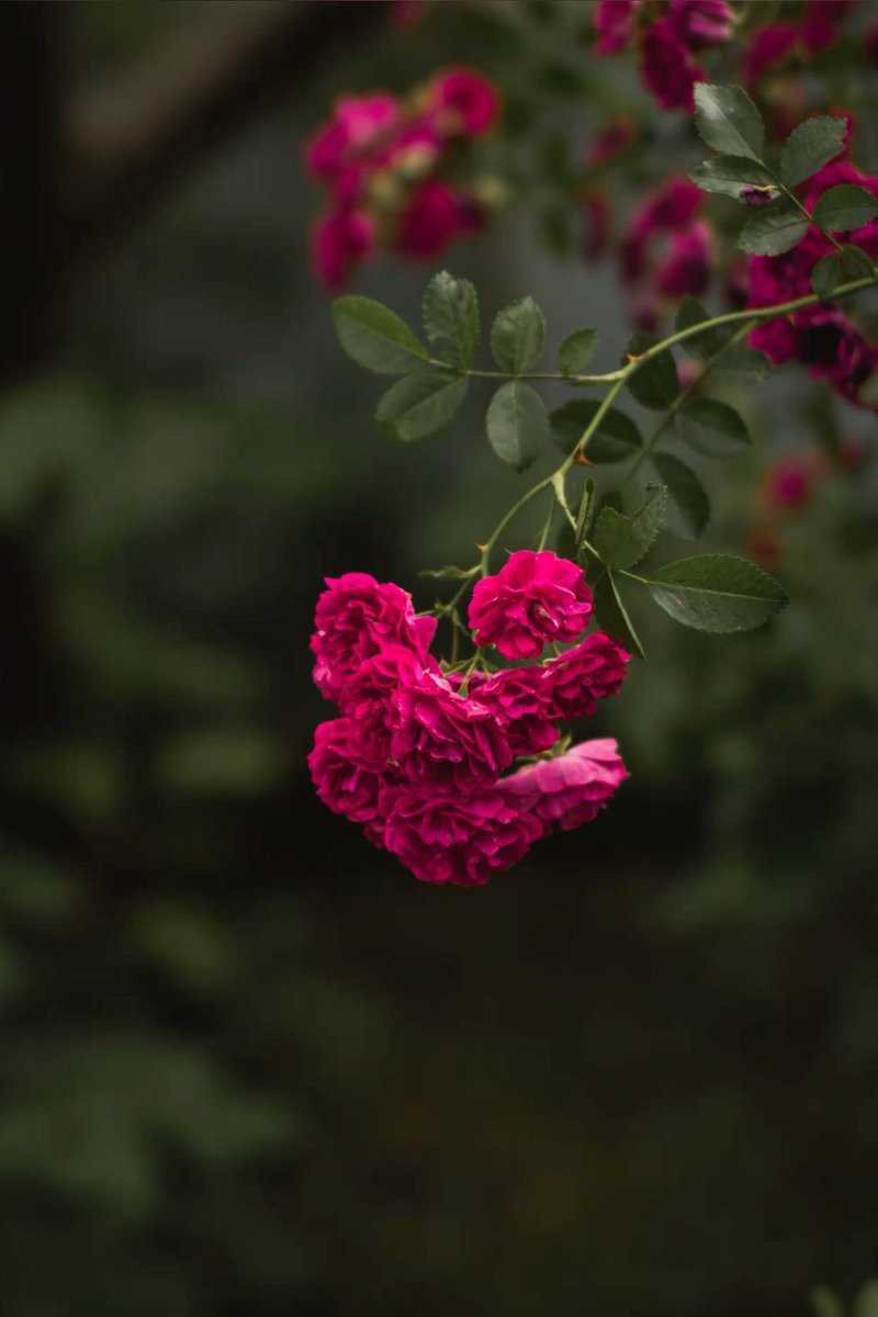 Jornnguyen68's tweet image. Sending you blessings and prayers for a wonderful day !
#goodmorningfriends