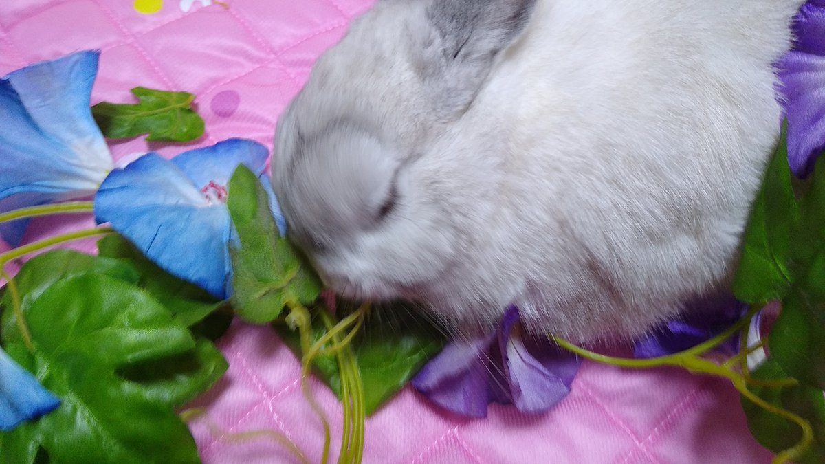 すやすやごろごろ……ぴょんぴょんの合間にひとやすみ！どんな夢を見ているのでしょうか？🐰☘️🪻🌷🍀