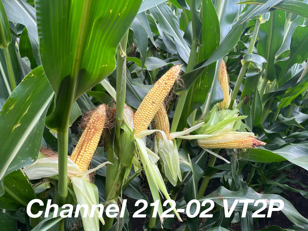 Pretty proud to partner with some of the best growers in Mighty MO and <a href="/ChannelSeed/">Channel Seed</a> .

Pollination has been perfect and I’m looking forward to watching these ears swell over the next 60 days.  

Always love seeing pictures from our customers.  Keep them coming!