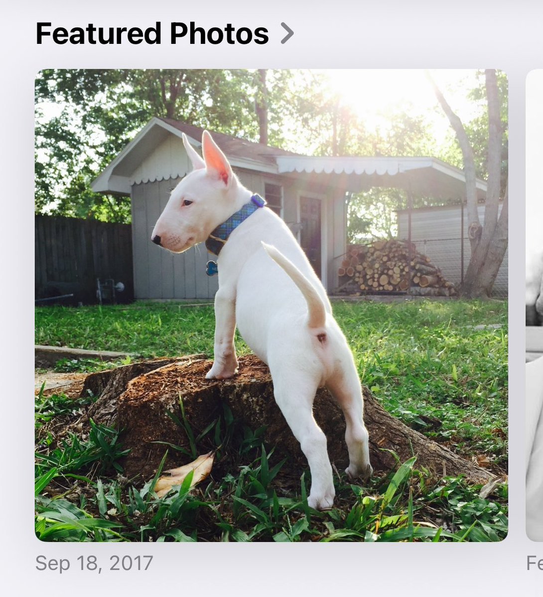 PupperNelson's tweet image. 