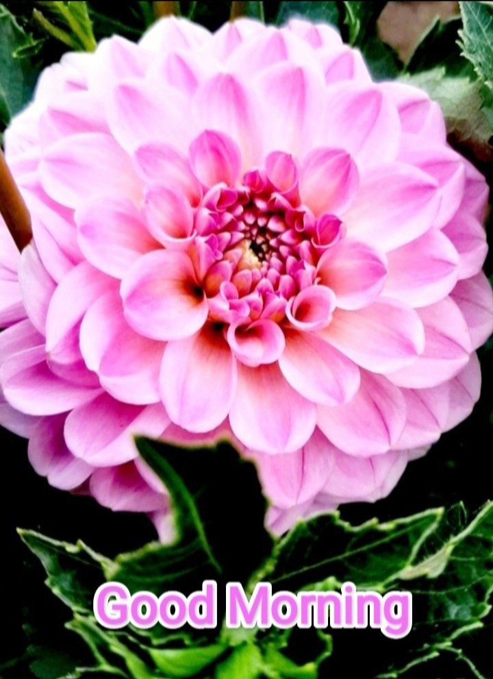 Karthika_s1's tweet image. എല്ലാവർക്കും,
ആകർഷകവും, മനോഹരവുമായ ദിനം ആശംസിക്കുന്നു...
🌸💮💚🌸💮💚🌸💮💚🌸💮💚🌸💮
Wishing you all an Enchanting and Gorgeous day ❤️🩹