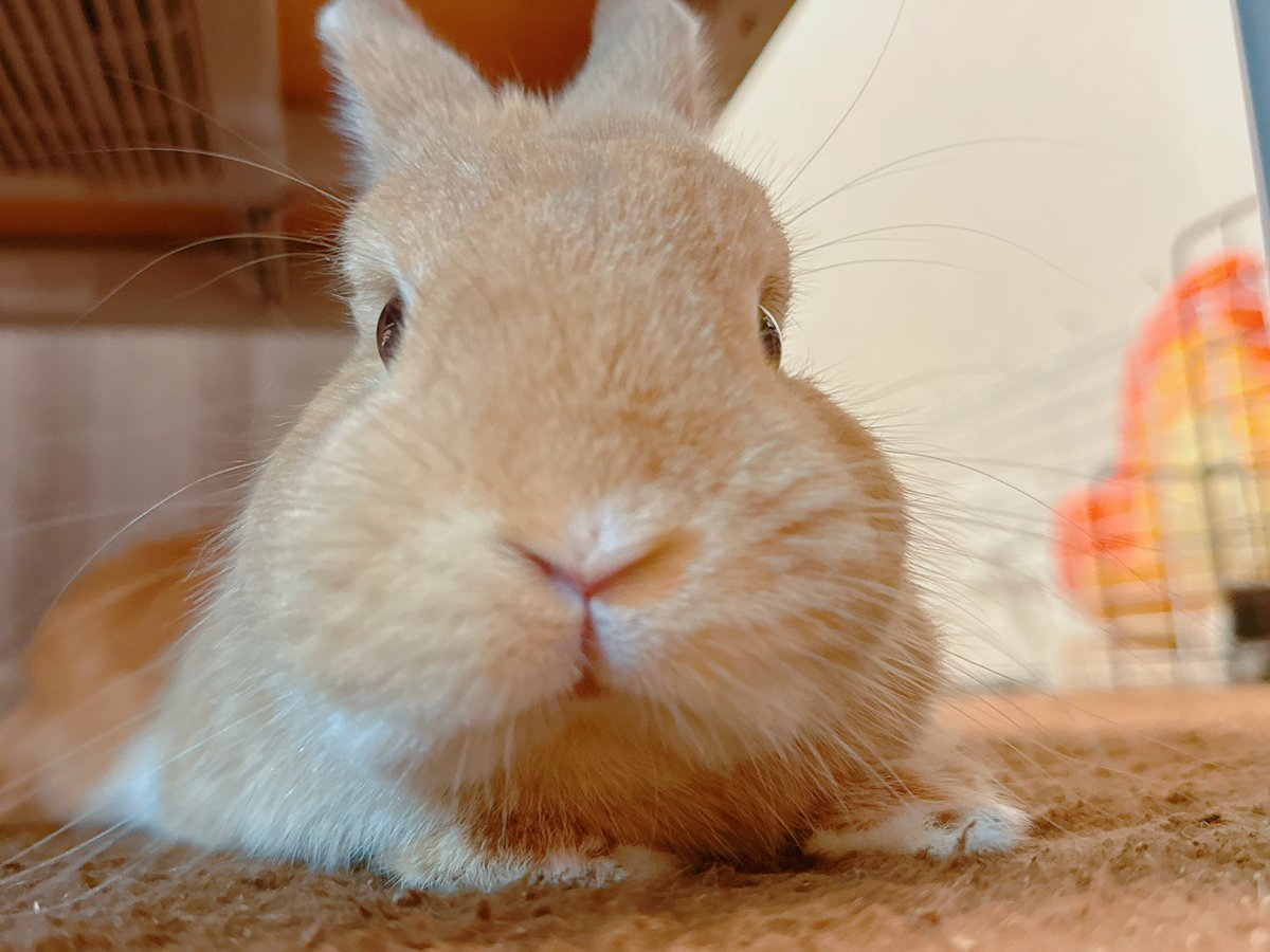 hono_HoNo04's tweet image. おはほの〜！