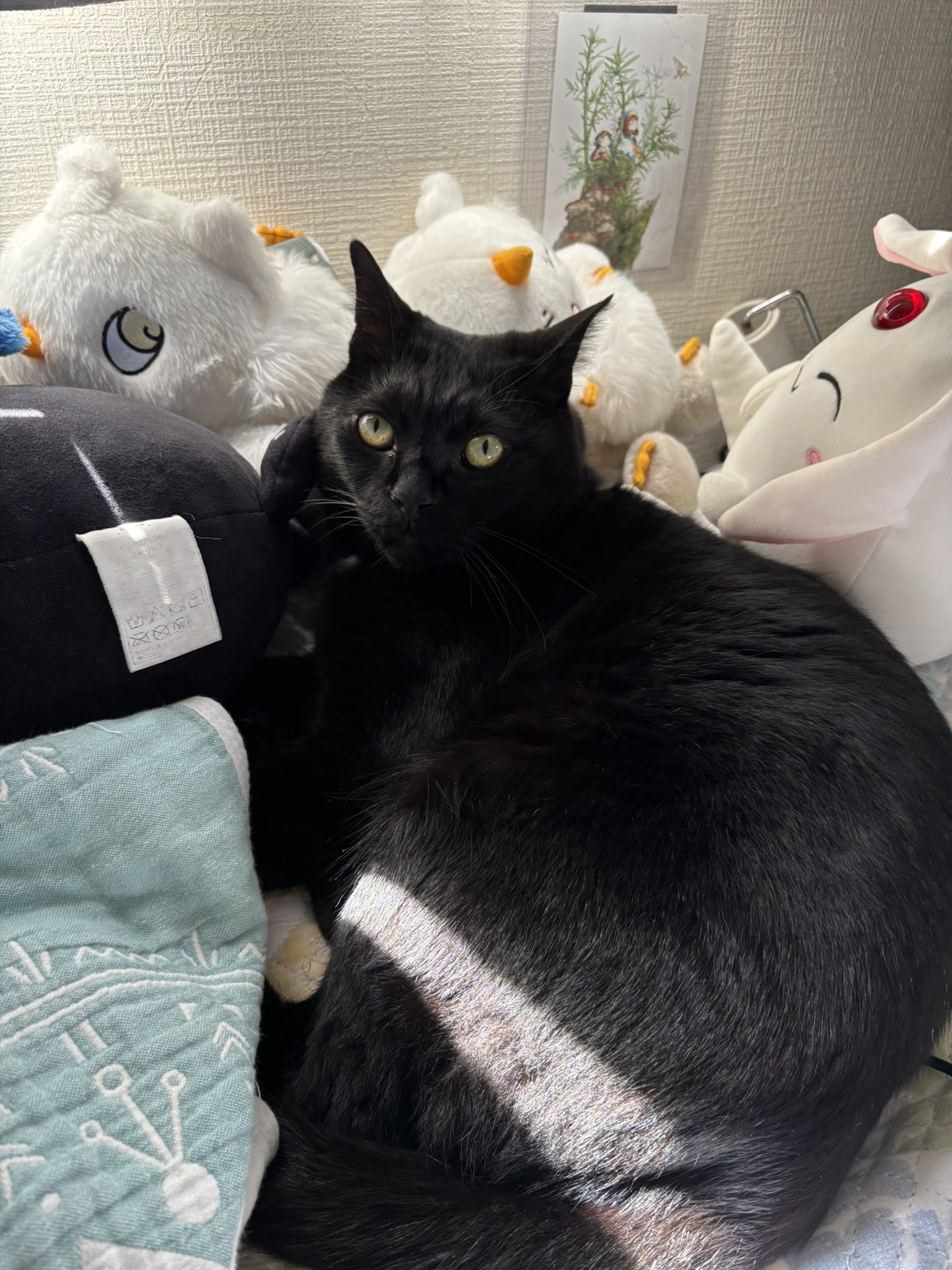 ゆきの🐈‍⬛ on X: 